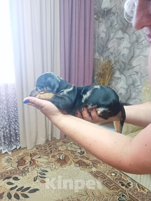 Собаки в Тюмени: Продам щенка таксы,мальчик, мраморный  Мальчик, 8 000 руб. - фото 1