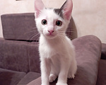 Кошки в Омске: Котята девочки Девочка, Бесплатно - фото 2