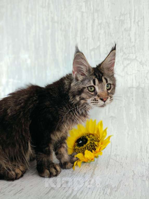 Кошки в Москве: Кошечка мейн-кун полидакт котенок  Девочка, 25 000 руб. - фото 3