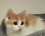 Кошки в Подольске: Котенок Зефирка ищет дом Мальчик, Бесплатно - фото 2