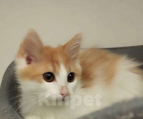 Кошки в Подольске: Котенок Зефирка ищет дом Мальчик, Бесплатно - фото 2