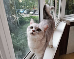Кошки в Красногорске: Отдам британца в добрые руки Мальчик, Бесплатно - фото 2