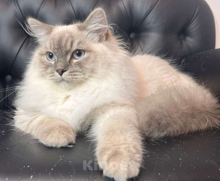 Кошки в Москве: Сибирский (Невский Маскарадный)  котенок) Мальчик, 100 000 руб. - фото 3