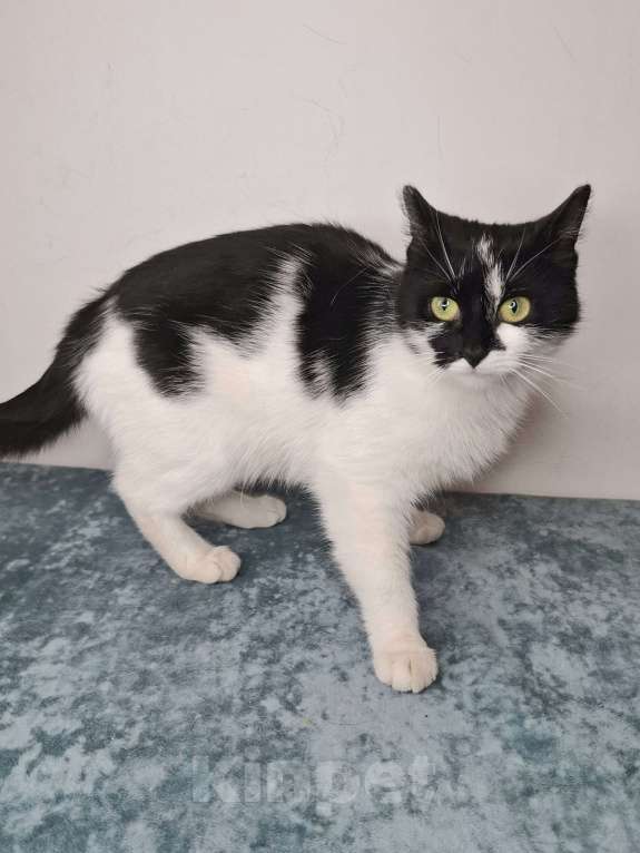 Кошки в Москве: Кошка с необычными ушками в добрые руки Девочка, Бесплатно - фото 7