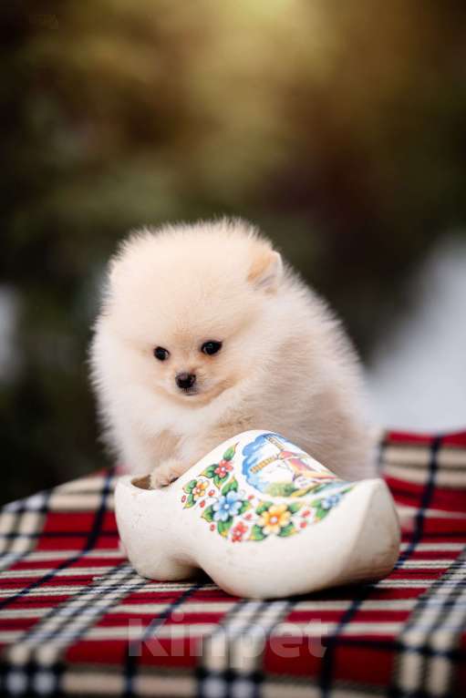 Собаки в Видном: Кремовый мальчик Мальчик, 40 000 руб. - фото 5