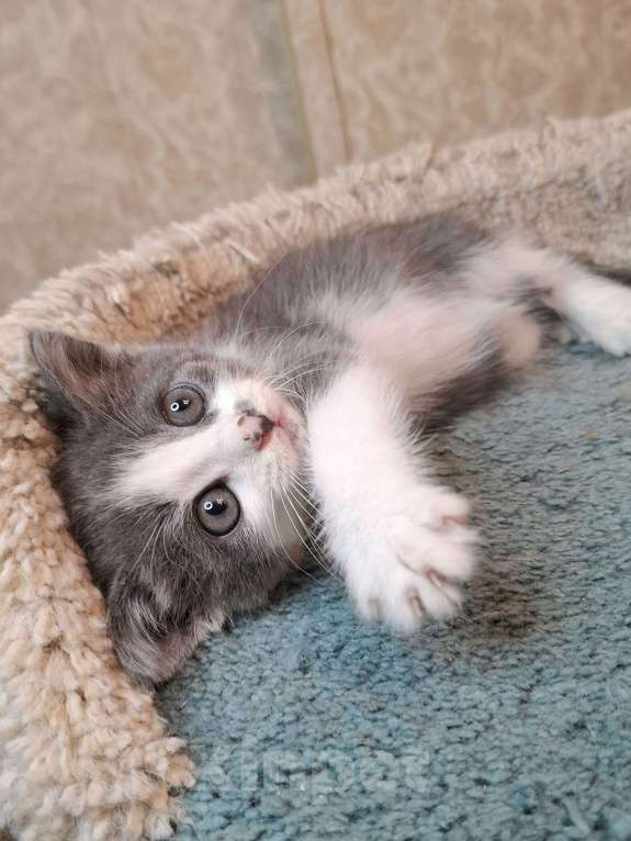 Кошки в Москве: Бело-голубой котенок в добрые руки  Мальчик, Бесплатно - фото 6