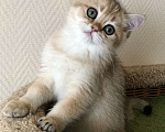 Кошки в Ковровом: Котёнок британской золотой шиншиллы  Мальчик, 50 000 руб. - фото 8
