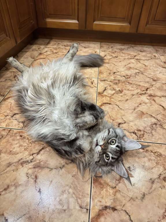 Кошки в Москве: Отдам кошку в добрые руки. Девочка, Бесплатно - фото 9