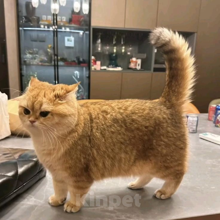 Кошки в Прокопьевске: Манчкин Девочка, Бесплатно - фото 3