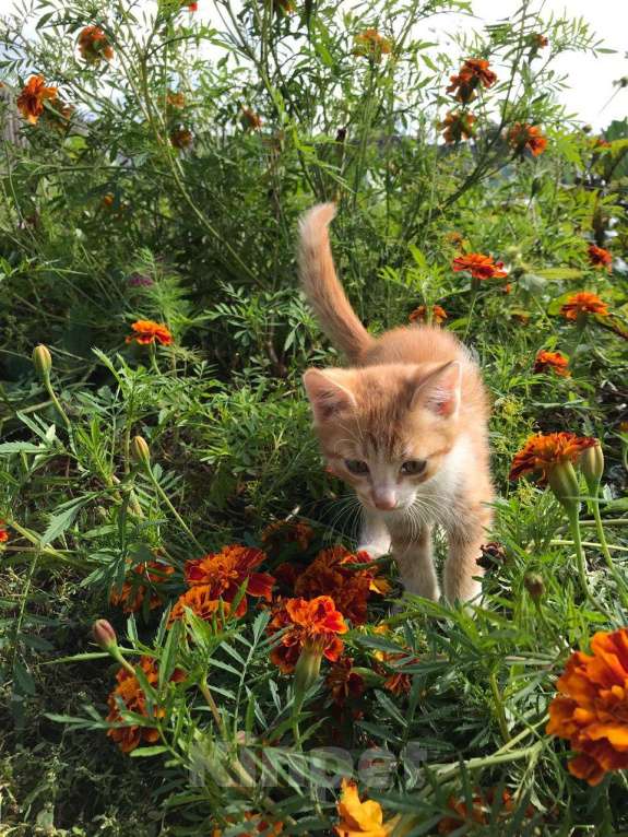 Кошки в Иркутске:  Котята в добрые руки, к лотку приучены Мальчик, Бесплатно - фото 7