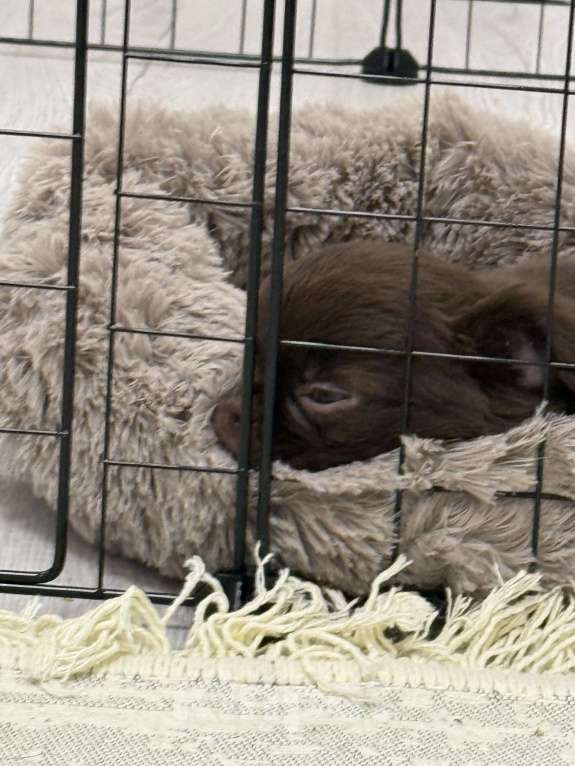 Собаки в Уфе: щенок чихуахуа Мальчик, 23 000 руб. - фото 3