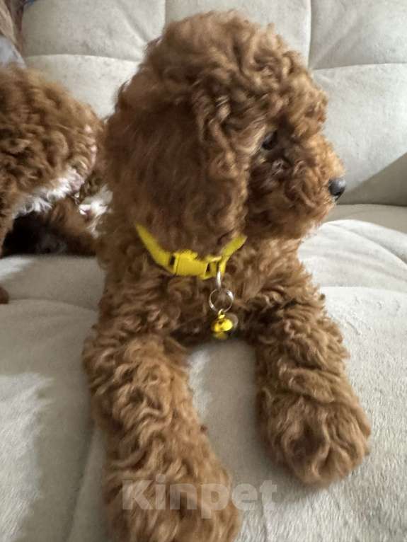 Собаки в Москве: Той пудель мальчик 💛 Мальчик, 60 000 руб. - фото 1