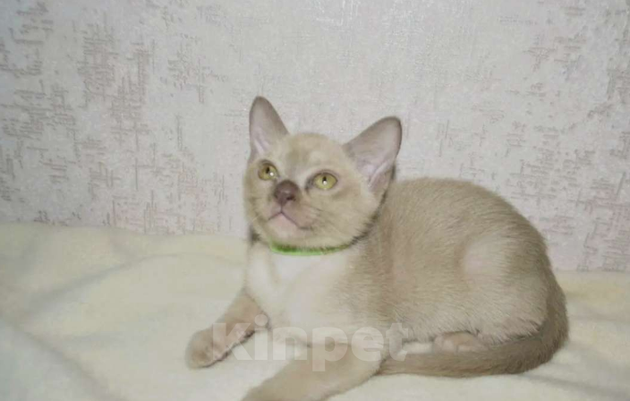 Кошки в Ковровом: Флер де лилу г Девочка, Бесплатно - фото 3