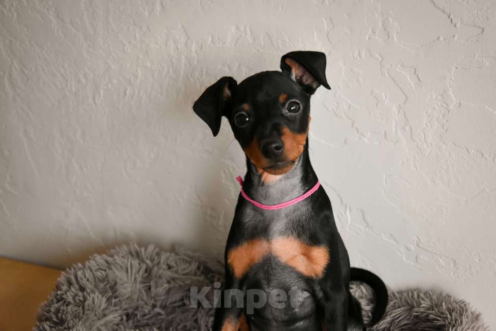 Собаки в Краснодаре: Щенки Цвергпинчер РКФ Разнополые, 40 000 руб. - фото 4