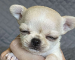 Собаки в Выборге: Девочка мини кремовая гладкошерстная Девочка, 60 000 руб. - фото 1