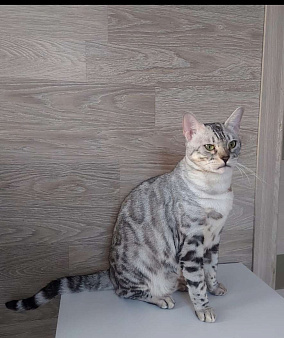 Бегальская кошка серебро 