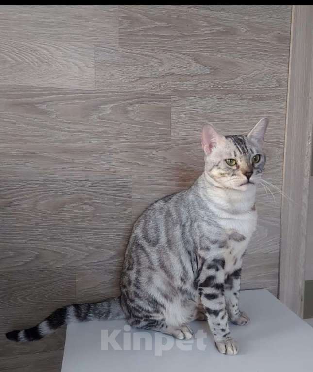 Кошки в Москве: Бегальская кошка серебро  Девочка, Бесплатно - фото 1