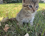 Кошки в Воронеже: Котенок здоровый в добрые руки Мальчик, 12 руб. - фото 2
