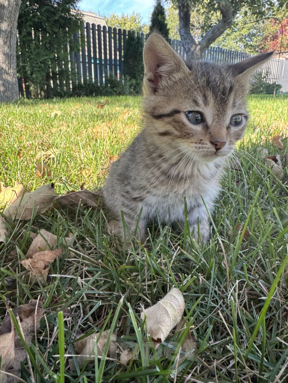 Кошки в Воронеже: Котенок здоровый в добрые руки Мальчик, 12 руб. - фото 2