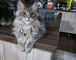 Кошки в Москве: Мейн-кун котенок крупный в любимцы и  в разведние Мальчик, 90 000 руб. - фото 2