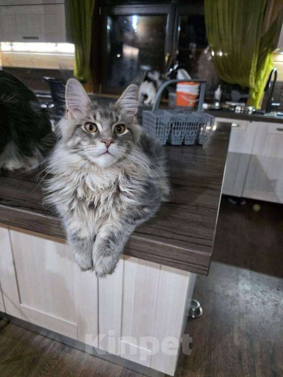 Кошки в Москве: Мейн-кун котенок крупный в любимцы и  в разведние Мальчик, 90 000 руб. - фото 2