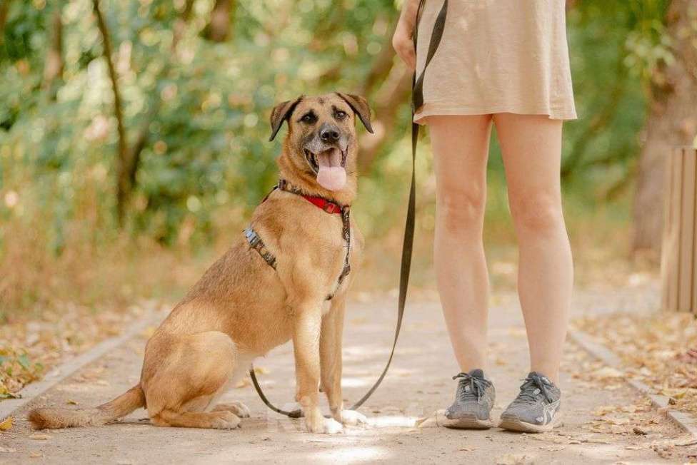Собаки в Москве: Алана Девочка, Бесплатно - фото 3