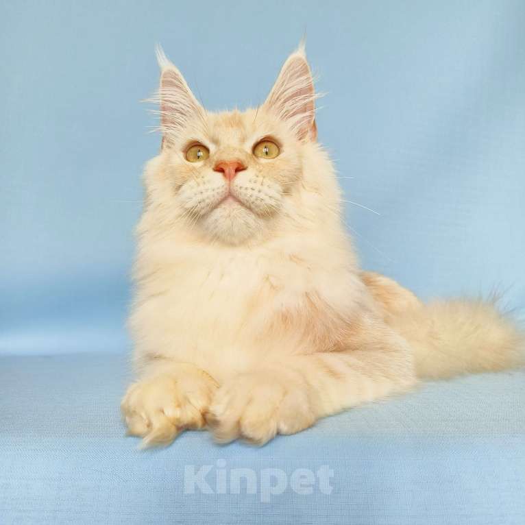 Кошки в Москве: Котёнок Мейн-Кун из питомника Мальчик, 45 000 руб. - фото 7