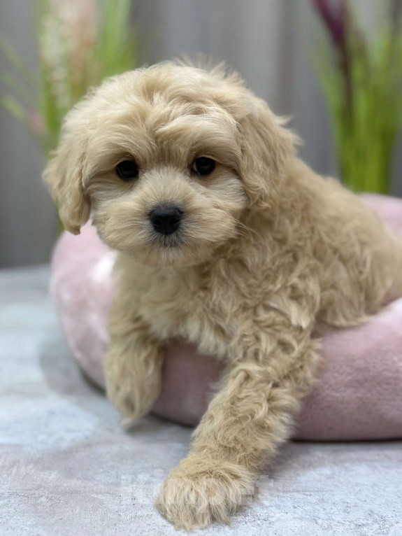 Собаки в Москве: Toby Мальчик, Бесплатно - фото 4