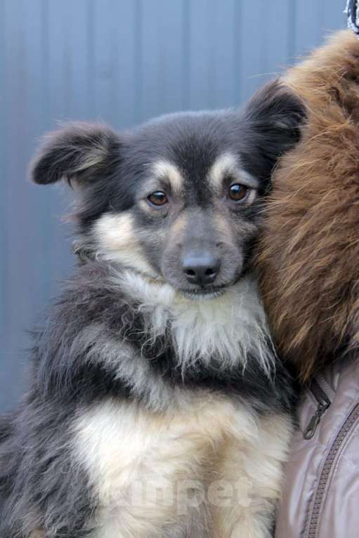 Собаки в Москве: Метис шпица пушистый пёсик Даниэль в дар Мальчик, 1 руб. - фото 7