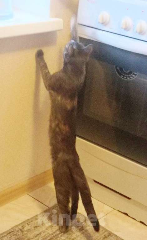 Кошки в Москве: Удивительная кошка египтянка! Девочка, Бесплатно - фото 6