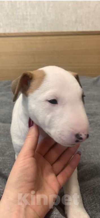 Собаки в Москве: миниатюрный бультерьер щенки Девочка, Бесплатно - фото 5