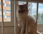 Кошки в Казани: Отдадим кошку в добрые руки из за аллергии Девочка, Бесплатно - фото 3