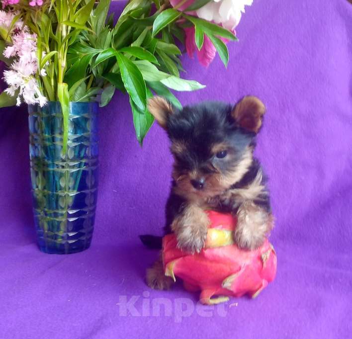 Собаки в Москве: Йорк миниатюрный мальчик Мальчик, 35 000 руб. - фото 3