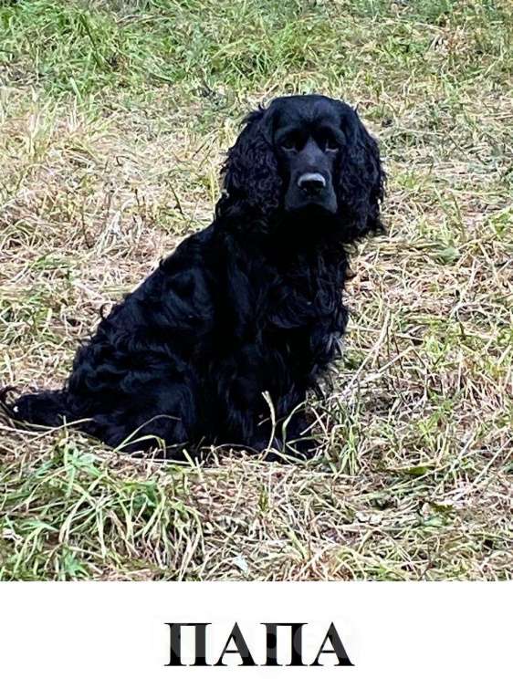 Собаки в других городах Калужской области: Классный щеночек, 3,5 мес Мальчик, 25 000 руб. - фото 3