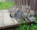 Кошки в Новохоперске: котята остались на пустеющих дачах, 333 руб. - фото 2