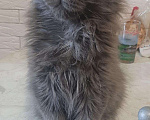 Кошки в Новохоперске: Котёнок мейн-кун, 7 000 руб. - фото 1