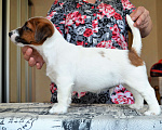 Собаки в Санкт-Петербурге: Щенок джек рассел терьера Мальчик, 30 000 руб. - фото 5