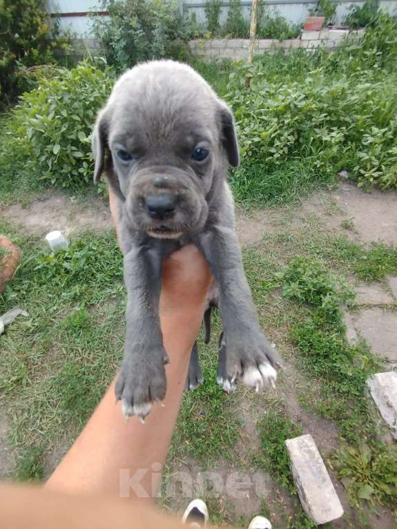 Собаки в Воронеже: Кане Корсо щенки  Мальчик, 23 000 руб. - фото 2