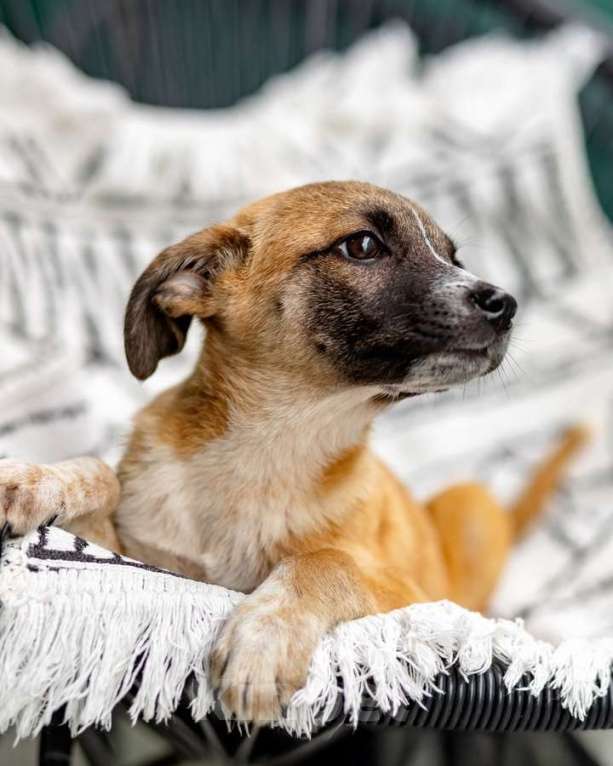 Кошки в Москве: Комочек ласки и нежности Лизи ищет дом. Девочка, Бесплатно - фото 5