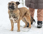 Собаки в Рязани: Небольшая коротколапая собачка Девочка, Бесплатно - фото 1