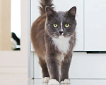 Кошки в Химках: Пушок и Сёма ищут дом Мальчик, Бесплатно - фото 9