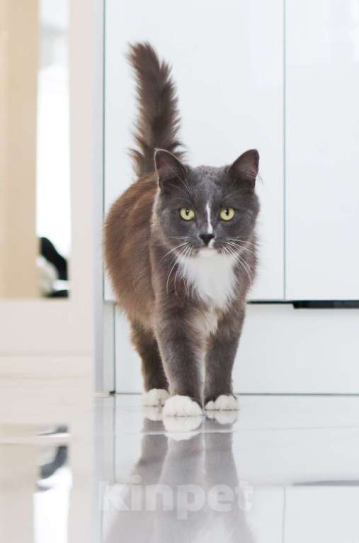 Кошки в Химках: Пушок и Сёма ищут дом Мальчик, Бесплатно - фото 9