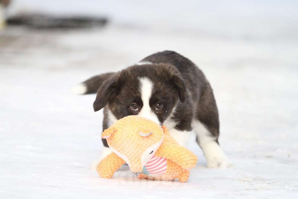 Собаки в Москве: Вельш корги кардиган-девочка Девочка, Бесплатно - фото 7