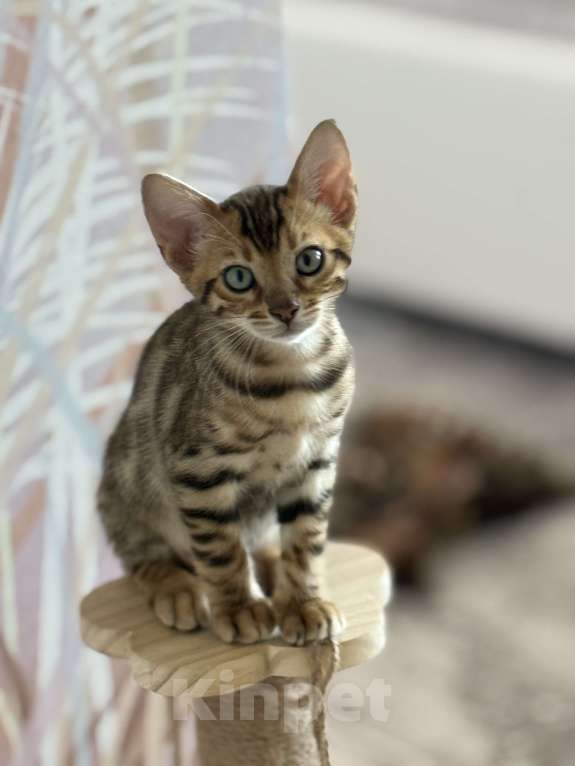 Кошки в Ижевске: Бенгальские котята  Мальчик, 25 000 руб. - фото 2