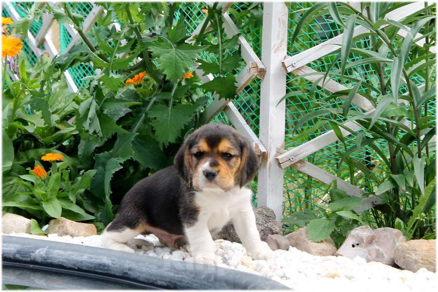 Собаки в Москве: щенки бигля мальчики и девочки Мальчик, 70 000 руб. - фото 3