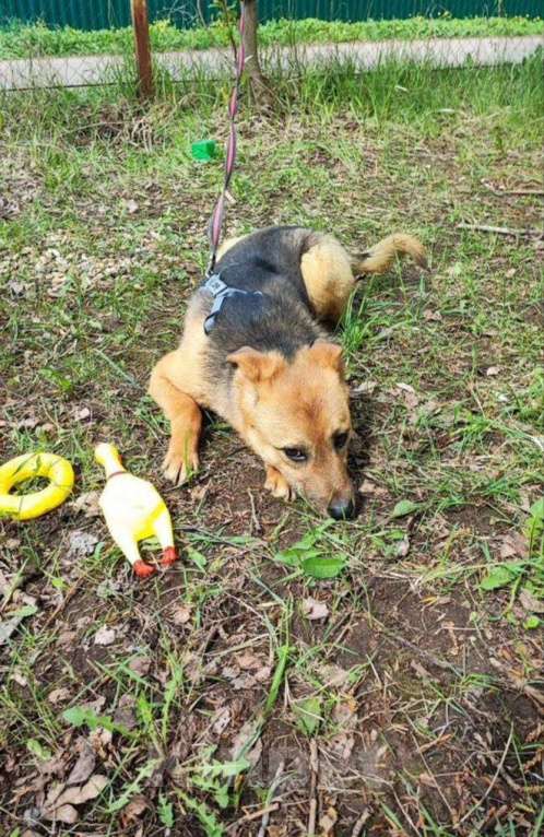 Собаки в других городах Московской области: Собака из приюта Мальчик, Бесплатно - фото 4