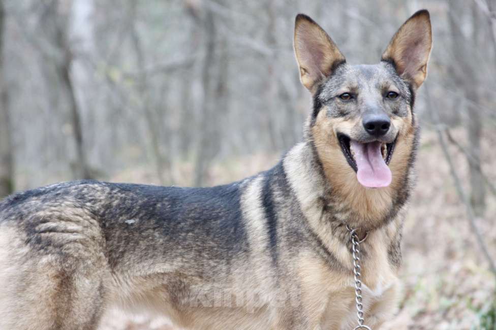 Собаки в Ногинске: Мудрая Рейна, метис овчарки, ждет хозяина Девочка, 10 руб. - фото 6