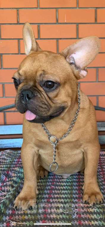 Собаки в Новошахтинске: Щенок французского бульдога Мальчик, 25 000 руб. - фото 2