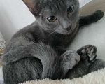 Кошки в Чебоксарах: Кошечка 3 месяца Девочка, Бесплатно - фото 1