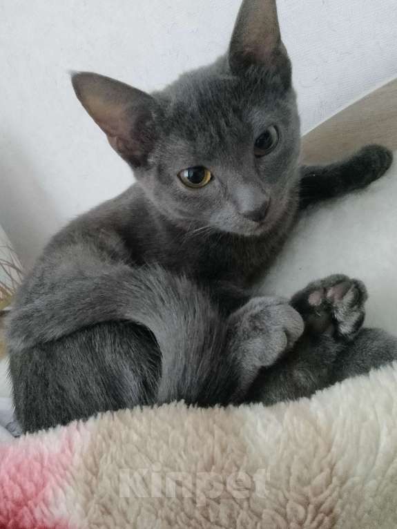 Кошки в Чебоксарах: Кошечка 3 месяца Девочка, Бесплатно - фото 1
